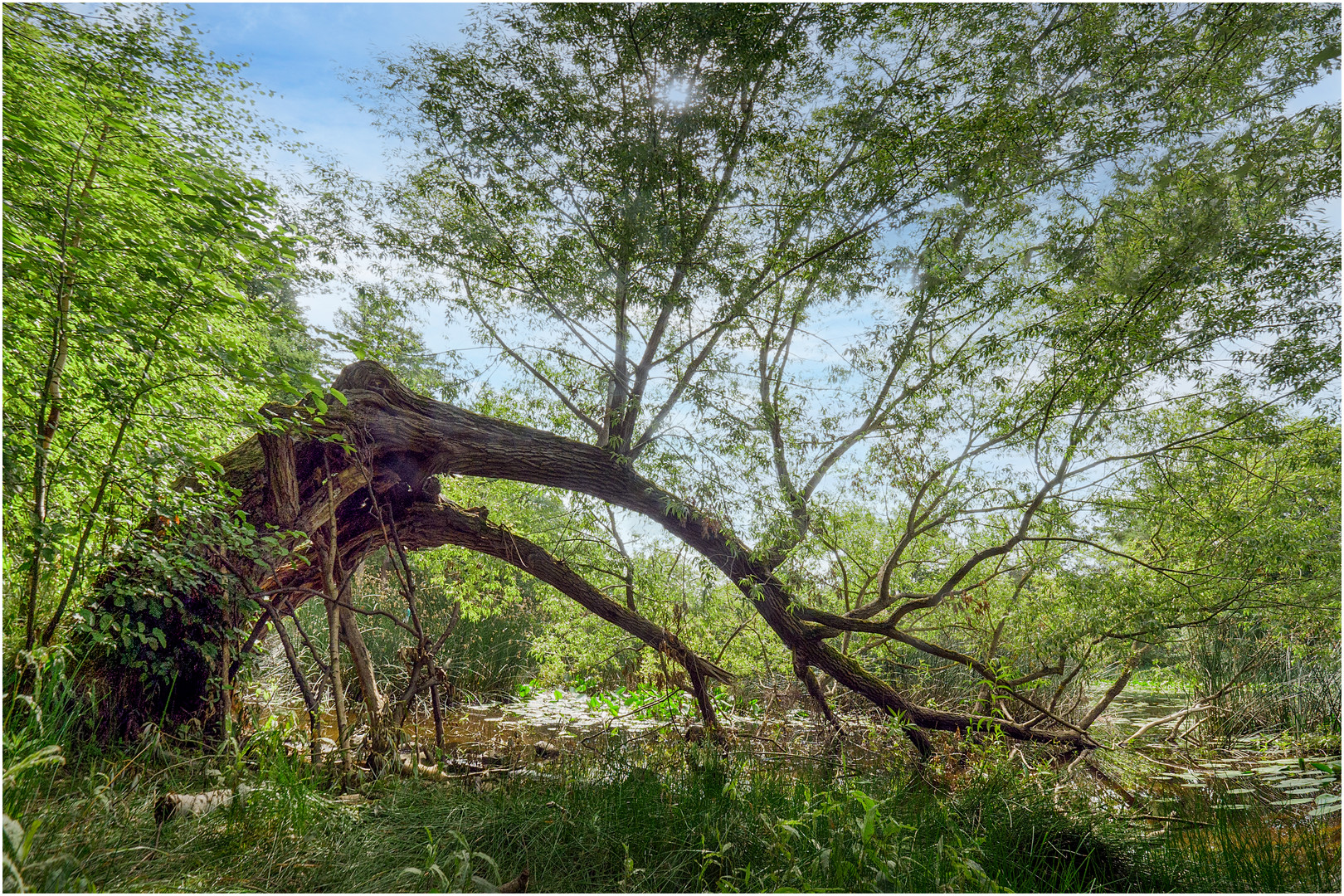 _1544414_Die alte Weide am Teich