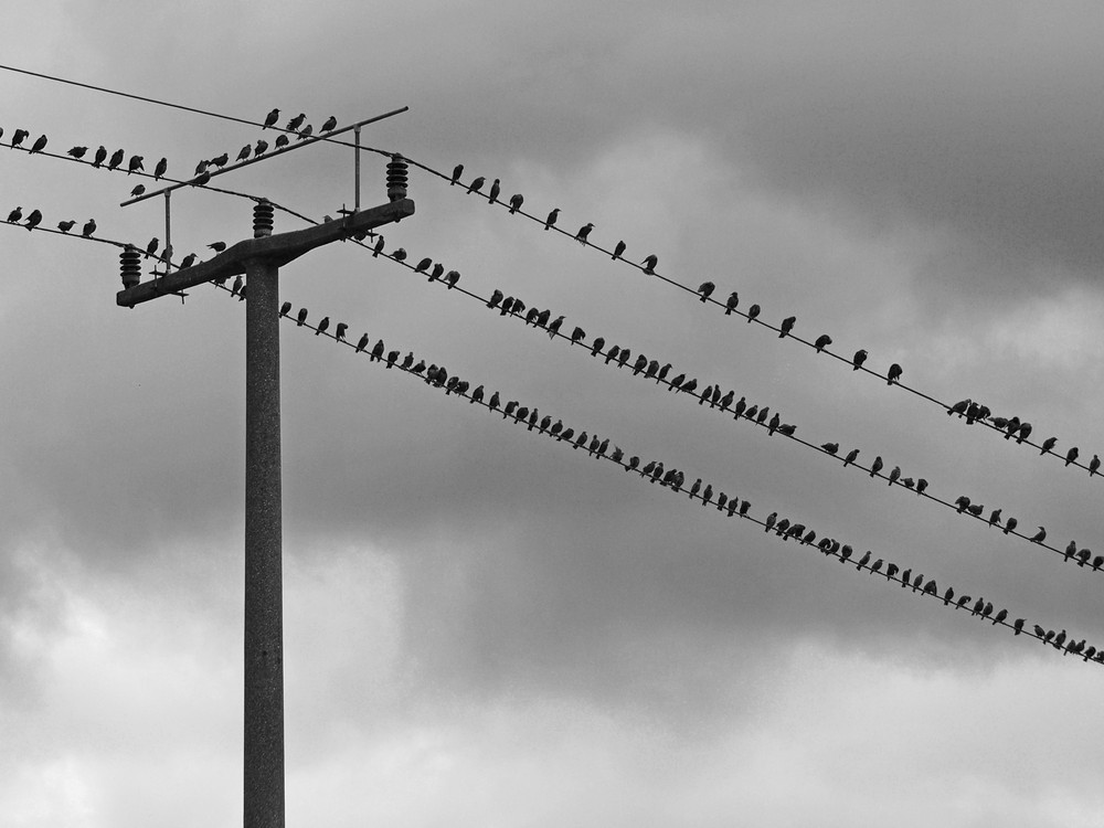 156.. 157.. 158... Alle Startklar in Richtung Süden - der Herbst kommt...