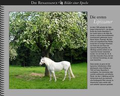 1580 • Lipizzaner