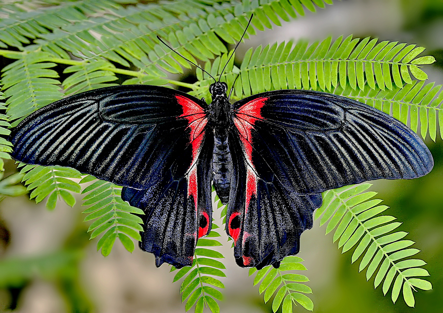 1595....en "rouge et noir" 