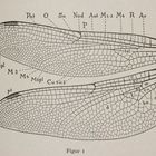(15a) Die Frühe Heidelibelle (Sympetrum fonscolombii)