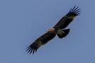 Kaiseradler von Andreas Reschounig