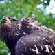 Junger Weikopfseeadler