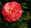 Rose Rouge by FMW51 