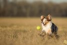 Oh! Mein Balli!!! von Matthias Schotthöfer 