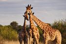 2023 Waterberg Plateau NP von Thomas J Michel