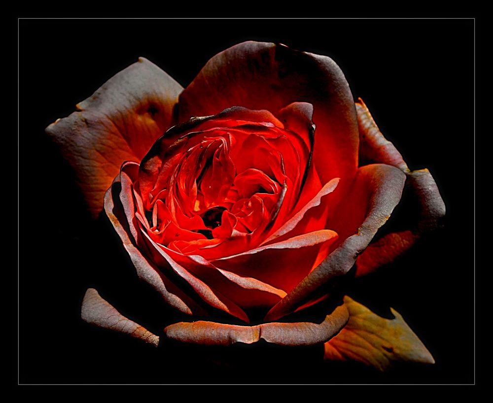 The Fire Roses von Fotofreund_50 