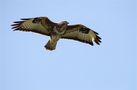 Mäusebussard von Gruber Fred