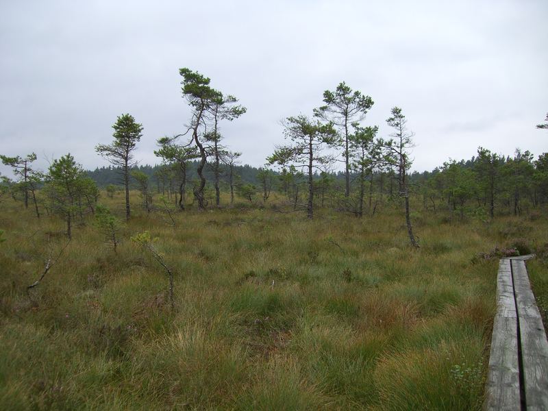 15km Holzplanken