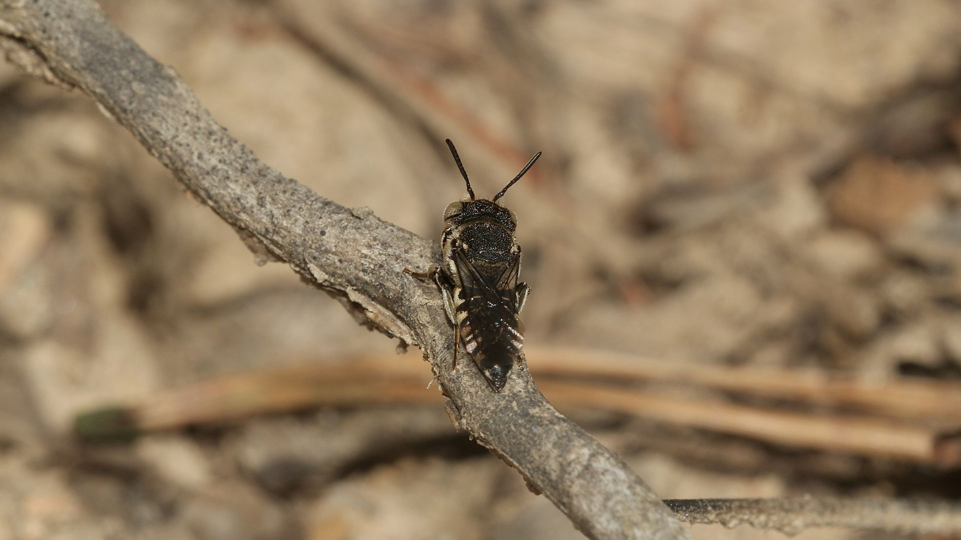 (16) Alte Bekannte: Megachile pilidens und Coelioxys afra