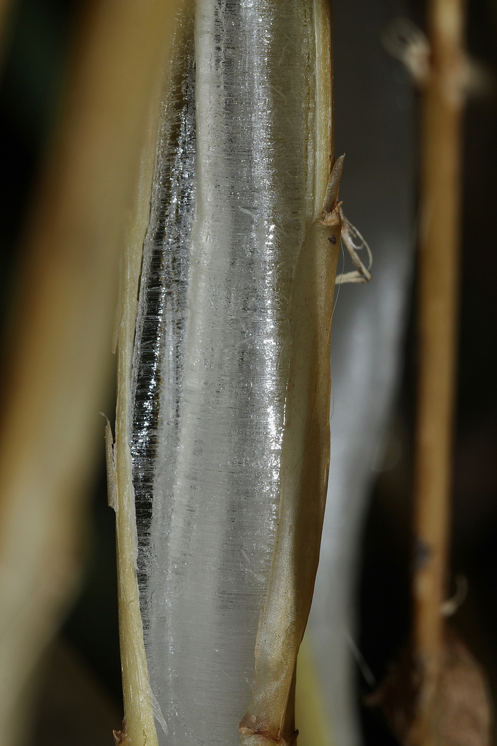 (16) BANDEIS (ice ribbons, ein Basikryogen) im Garten !!!