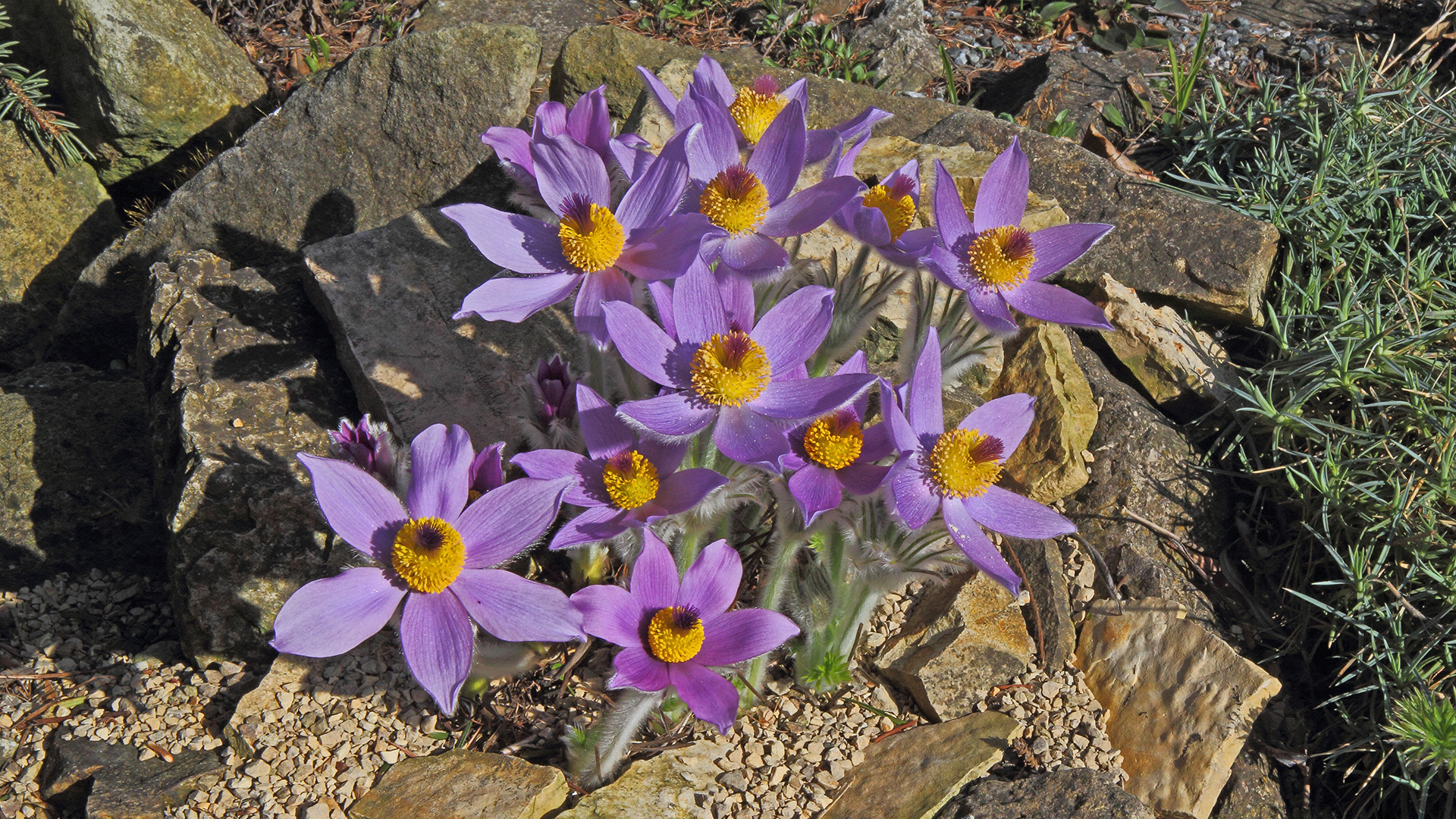 16 Blüten insgesamt am 09.04.bei der Pulsatilla styriaca...