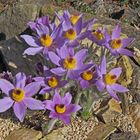 16 Blüten insgesamt am 09.04.bei der Pulsatilla styriaca...