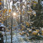 (16) Der erste richtige Schnee diesen Winter - ein wunderschöner Sonntagmorgen-Spaziergang