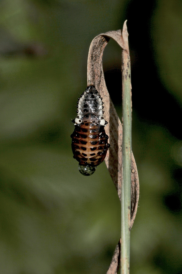 (16) DER GROSSE PAPPELBLATTKÄFER (CHRYSOMELA POPULI)