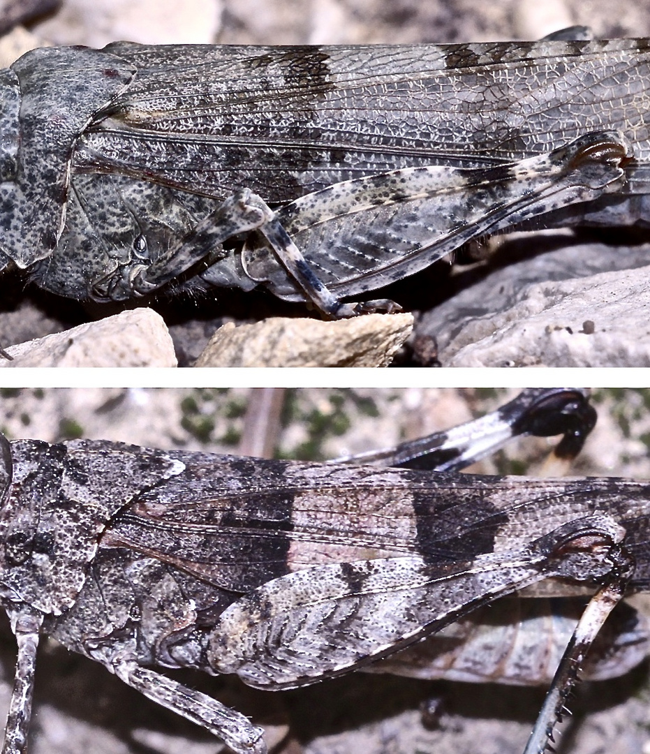 (16) Die  Blauflügelige Sandschrecke (Sphingonotus caerulans)