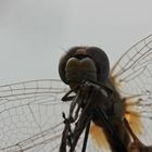 (16) Die Frühe Heidelibelle (Sympetrum fonscolombii)