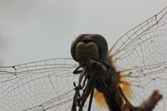 (16) Die Frühe Heidelibelle (Sympetrum fonscolombii)