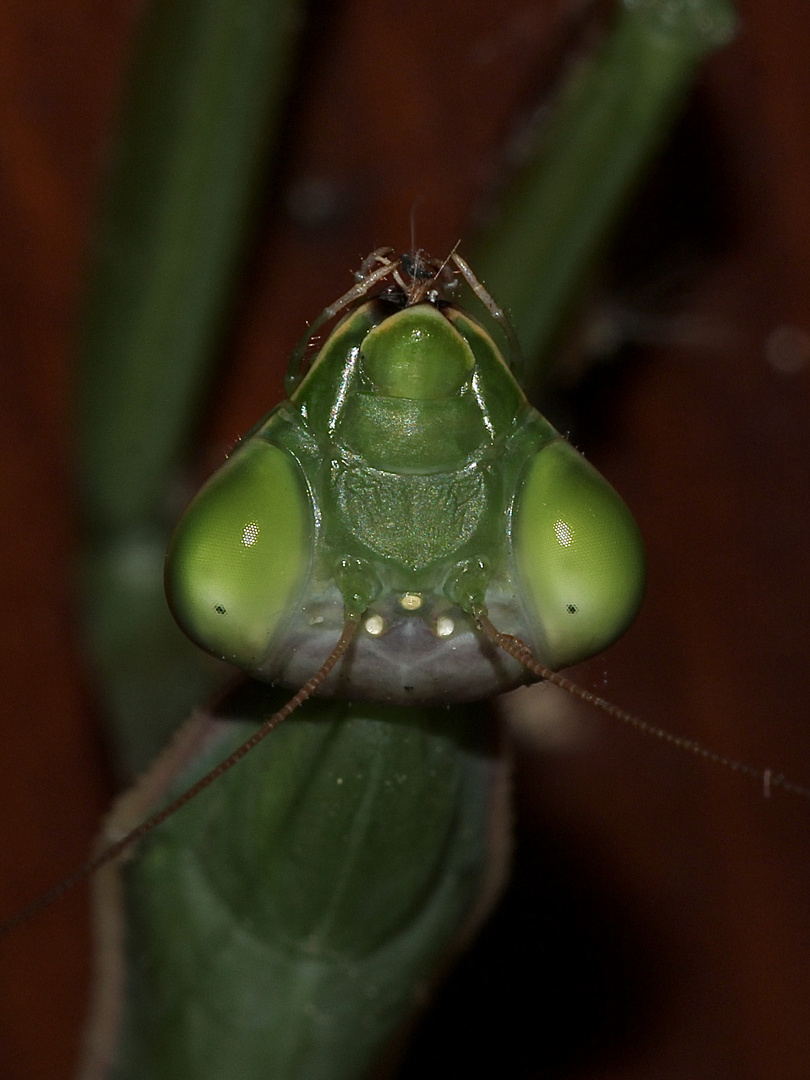 (16) Die Gemeine oder Europäische GOTTESANBETERIN (Mantis religiosa)