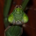 (16) Die Gemeine oder Europäische GOTTESANBETERIN (Mantis religiosa)