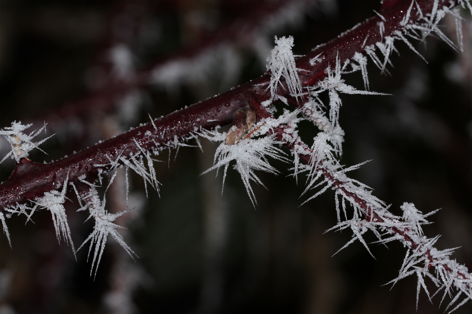 (16) Eisnadeln als Schnee und nadelförmiger Raureif ...