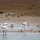 16 Flamands roses jeunes (moins de trois ans) - Près du Phare de Gacholle