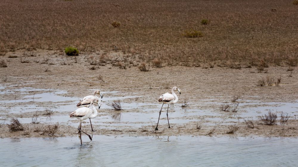 16 Flamands roses jeunes (moins de trois ans) - Près du Phare de Gacholle