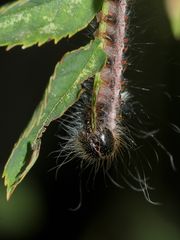 (16) Fünf Arten junger, haariger Raupen in 22 Bildern ...