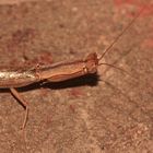 (16) Gottesanbeterinnen aus dem Krüger-Nationalpark (KNP) in Südafrika