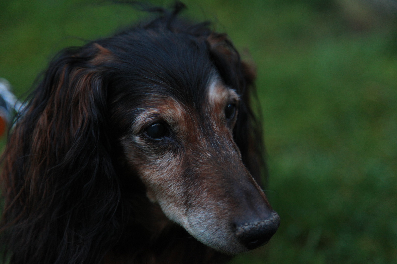 16 Jahr-graues Haar