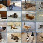 16 Katzen