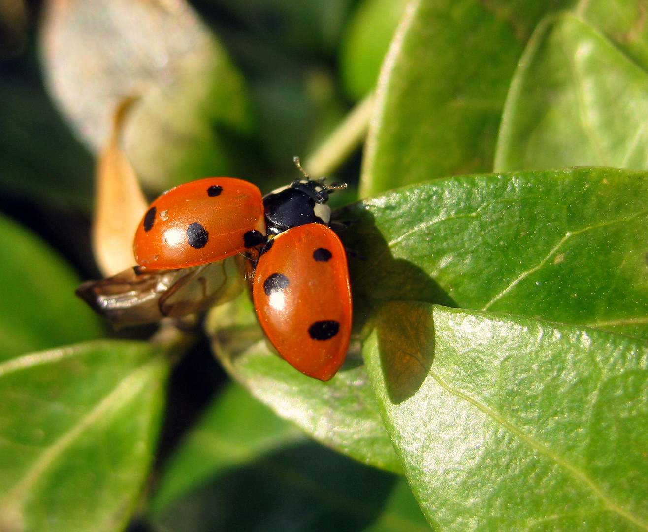 16. März 2012- Die Winterruhe ist vorbei- kleine, rote Flügel strecken sich der Sonne entgegen