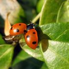 16. März 2012- Die Winterruhe ist vorbei- kleine, rote Flügel strecken sich der Sonne entgegen