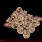 16. _ Mandelbulb 3D _