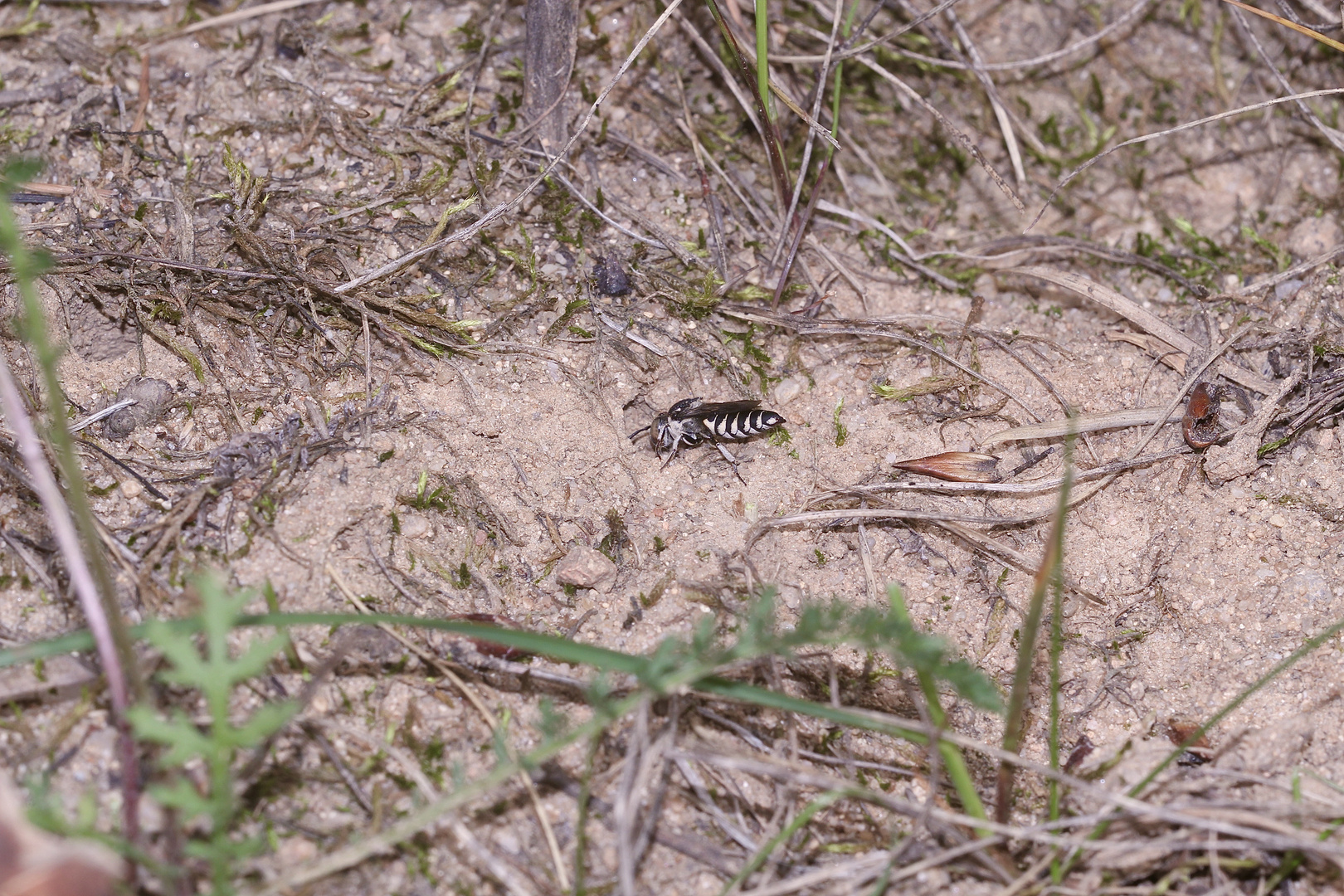 (16) "Meine" Bienenkolonie 2019 - Im kalten Winter Vorfreude auf den nächsten Sommer ...