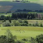 16 Music Stands In A Field