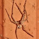 (16) PHILODROMUS MARGARITATUS - Für Anna-Dora Sartorio, unsere "grande dame" der Naturfotografie, ..