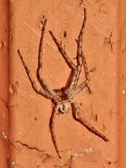 (16) PHILODROMUS MARGARITATUS - Für Anna-Dora Sartorio, unsere "grande dame" der Naturfotografie, ..