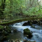 1,6 Sekunden Natur pur