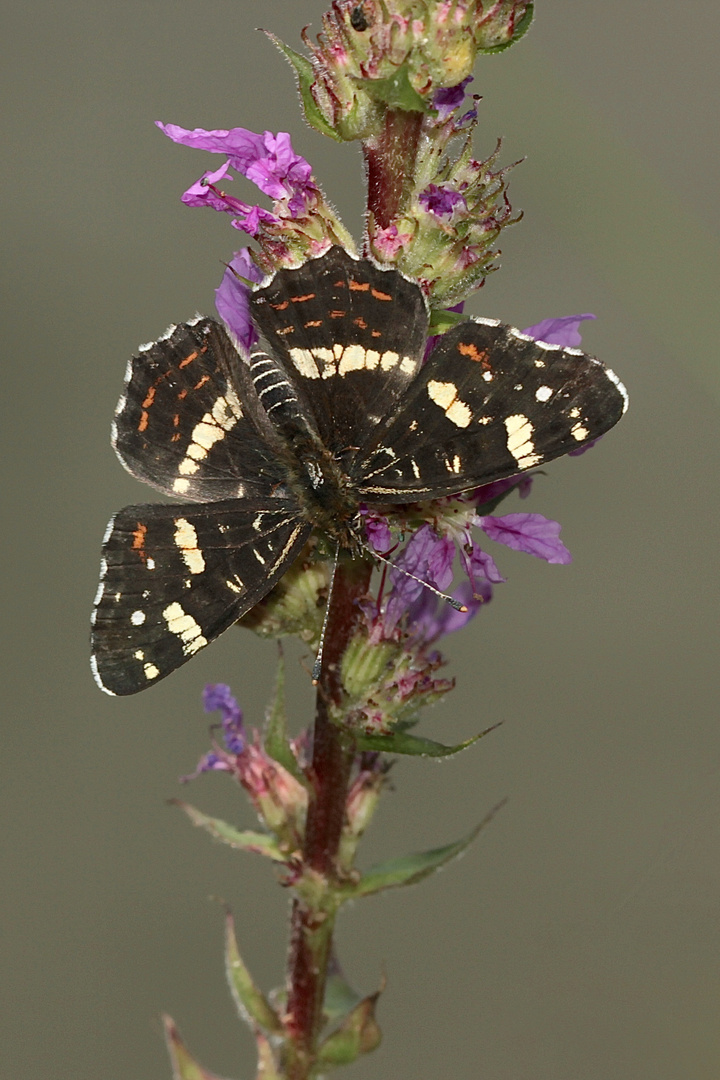 (16) Unterschiedliche Färbungen der Sommerform des Landkärtchens (Araschnia levana f. prorsa)