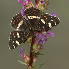 (16) Unterschiedliche Färbungen der Sommerform des Landkärtchens (Araschnia levana f. prorsa)