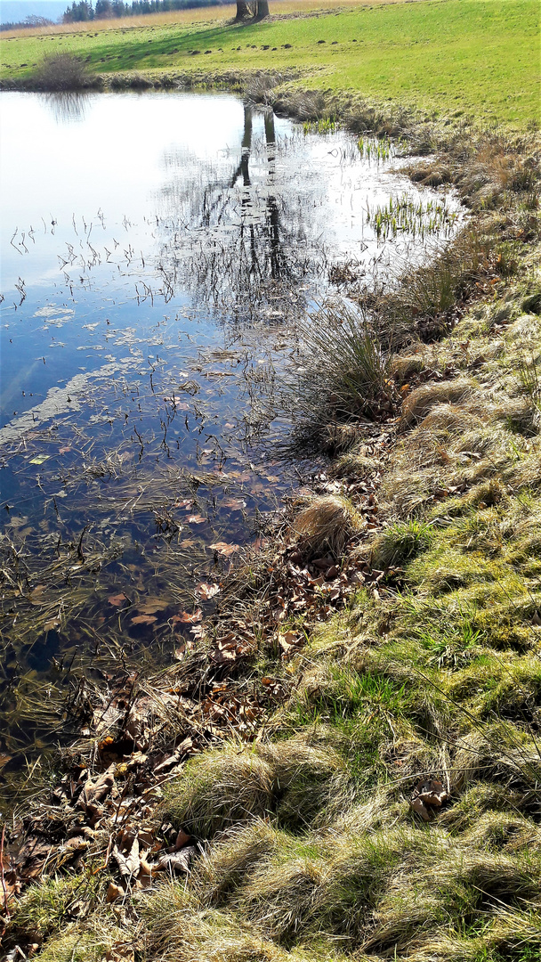 16.03.2020 Spiegeltag am "Seerosenteich"