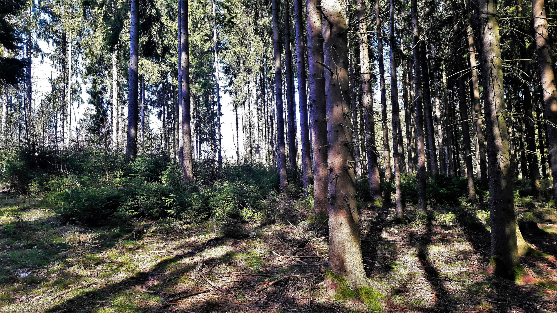 16.03.2020  "Waldbaden" vor der Haustüre