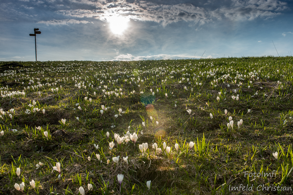 1605-Bergfrühling,Hütstett,Lungern-4031