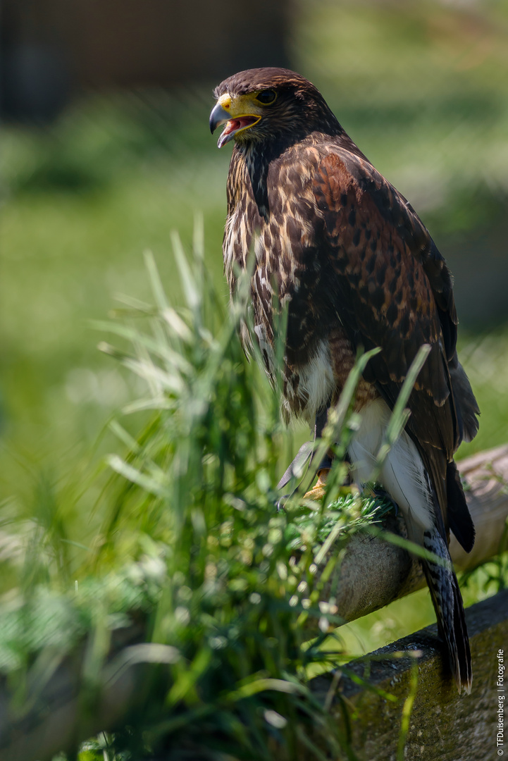 160508_Wildpark_Oberreith_156