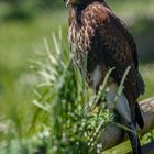 160508_Wildpark_Oberreith_156