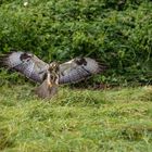 160618_51Mäusebussard(1 von 1) (11)