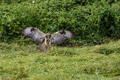 160618_51Mäusebussard(1 von 1) (11)