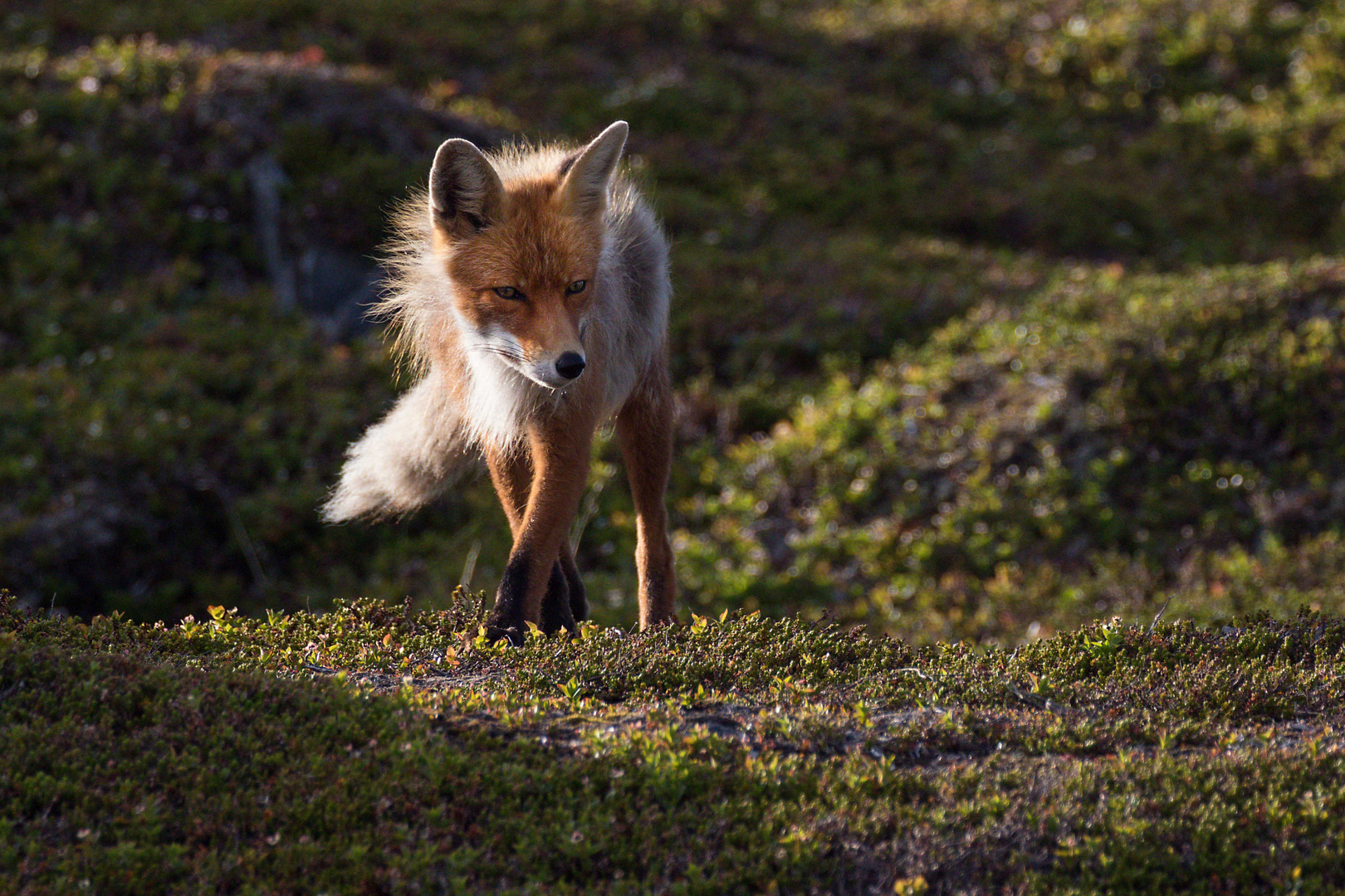 160621_Slettnes-2016_Fuchs-im-Fjell