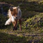 160621_Slettnes-2016_Fuchs-im-Fjell